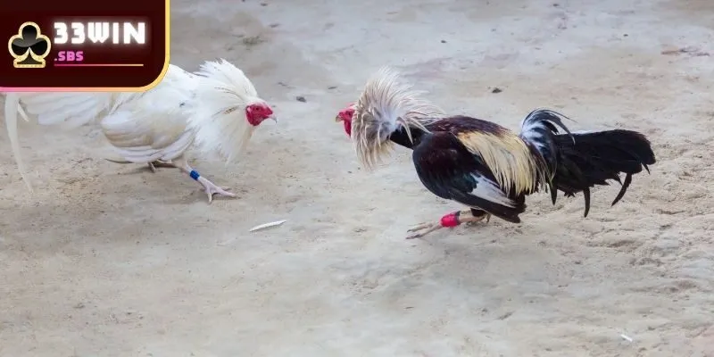 Hiểu rõ quy tắc trước khi đặt cược tại sảnh đá gà