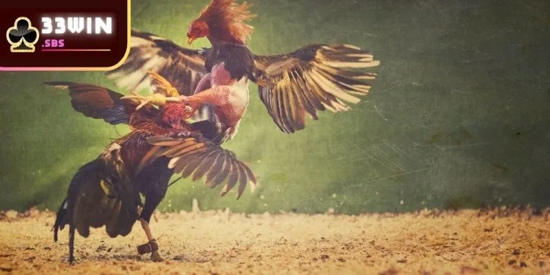 Hình thức chọi kê ấn tượng tại sân chơi