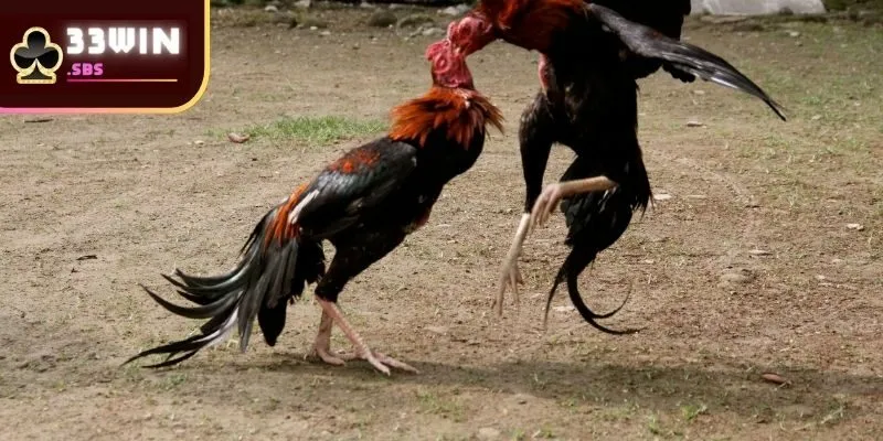 Thông tin tổng quan về đá gà 33win